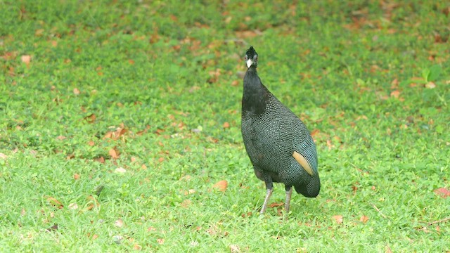Southern Crested Guineafowl - ML633603049
