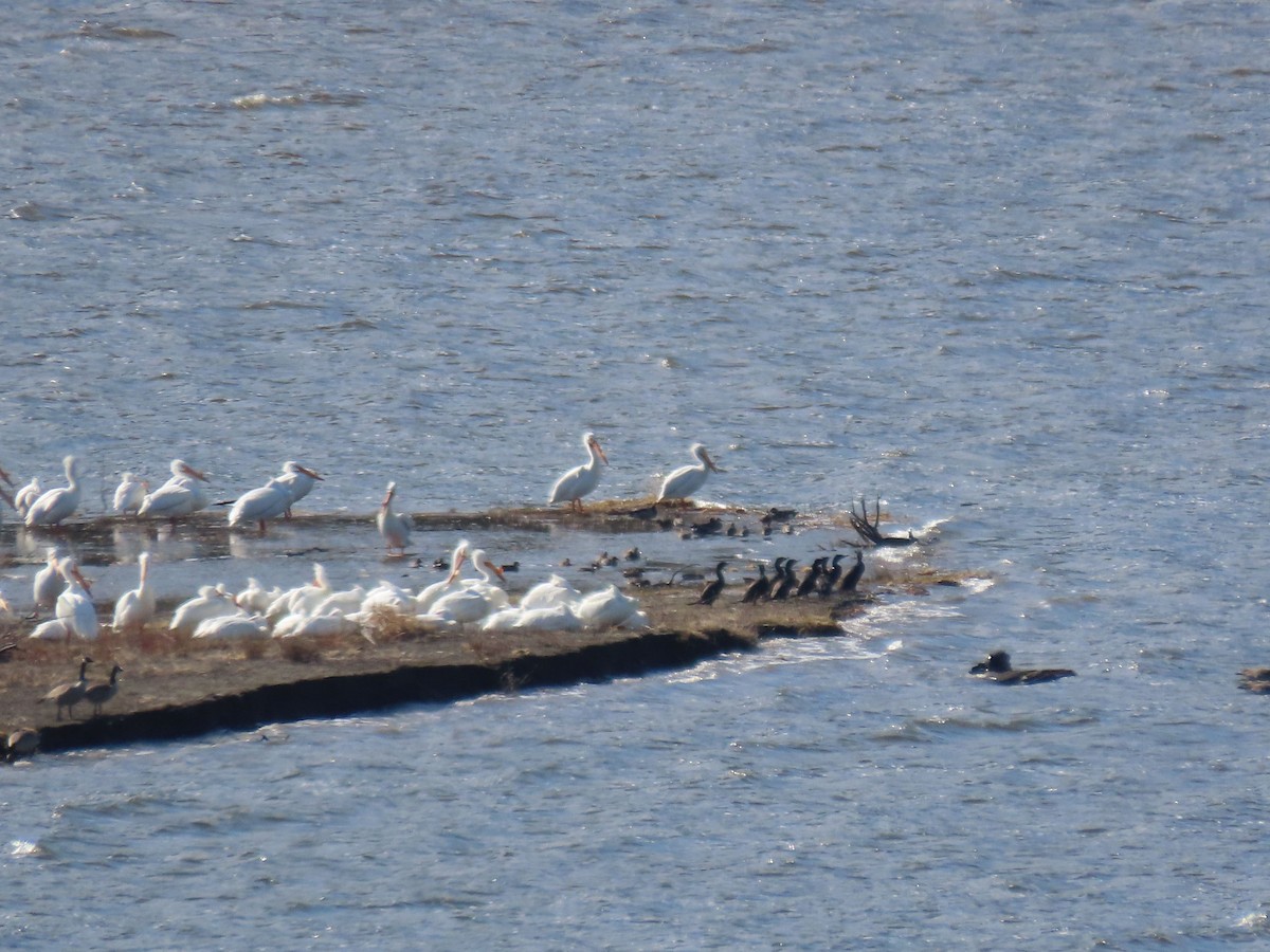 Double-crested Cormorant - ML633603079