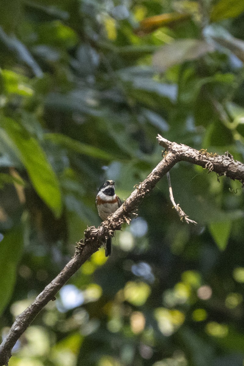 Black-throated Tit (Black-throated) - ML633603394