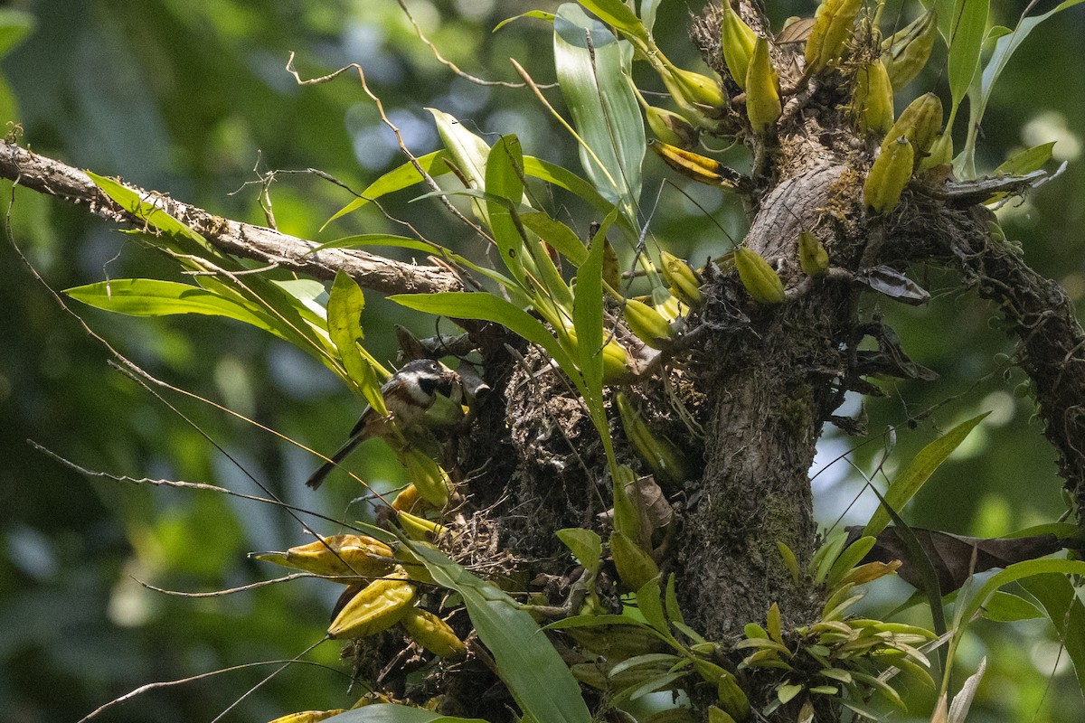Black-throated Tit (Black-throated) - ML633603396