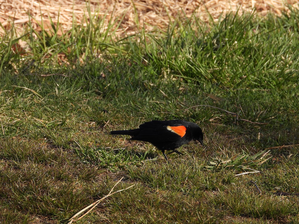 Red-winged Blackbird - ML633603552