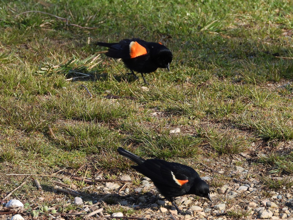 Red-winged Blackbird - ML633603553