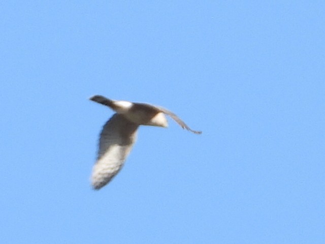 Cooper's Hawk - ML633603594