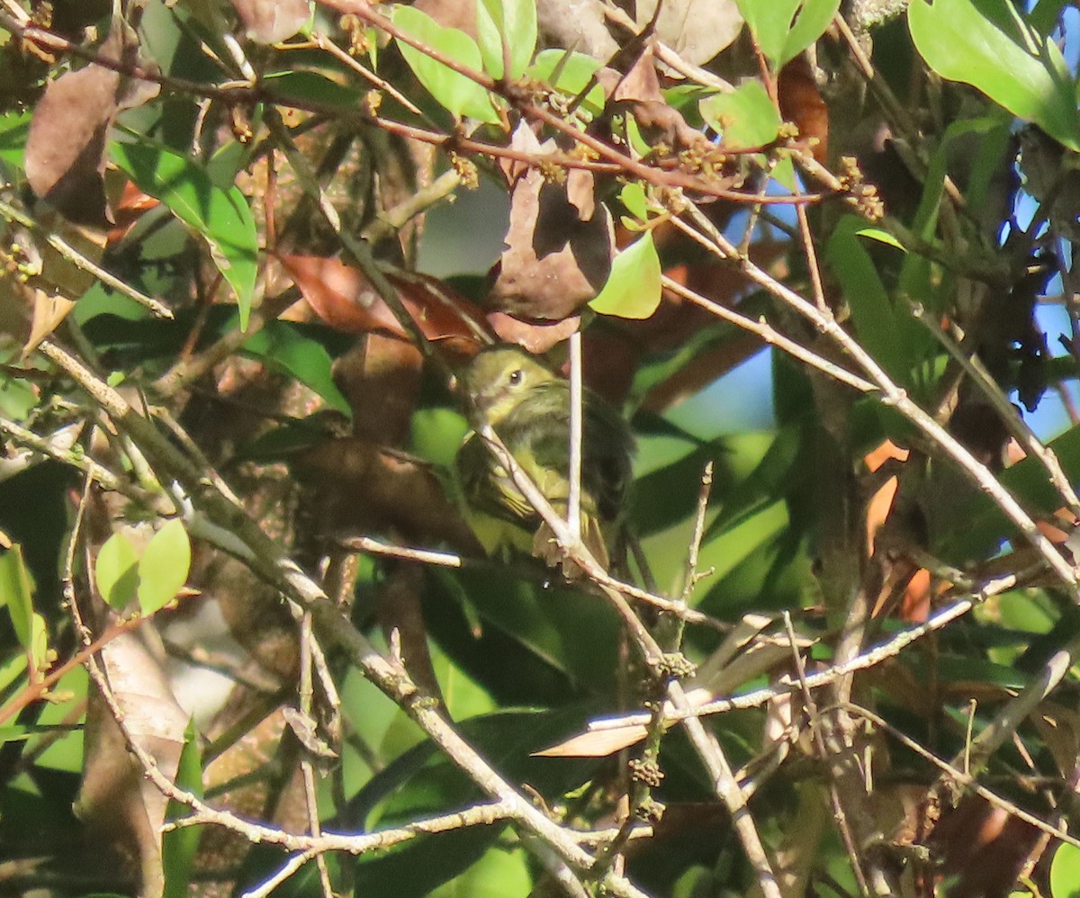 Yellow-crowned Tyrannulet - ML633603644