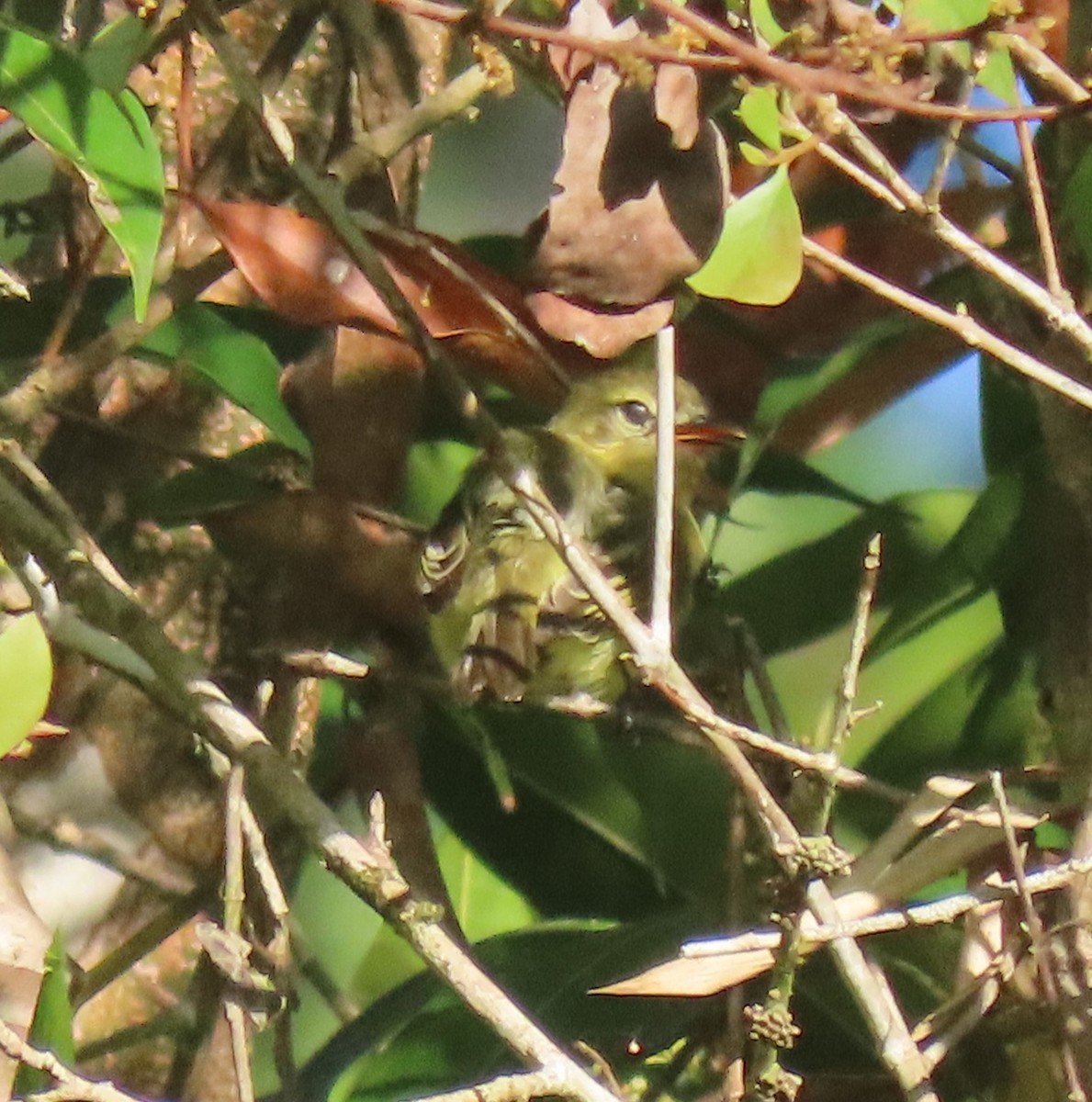 Yellow-crowned Tyrannulet - ML633603645