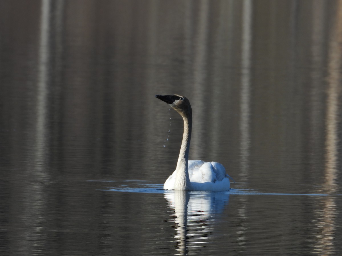 Trumpeter Swan - ML633603662