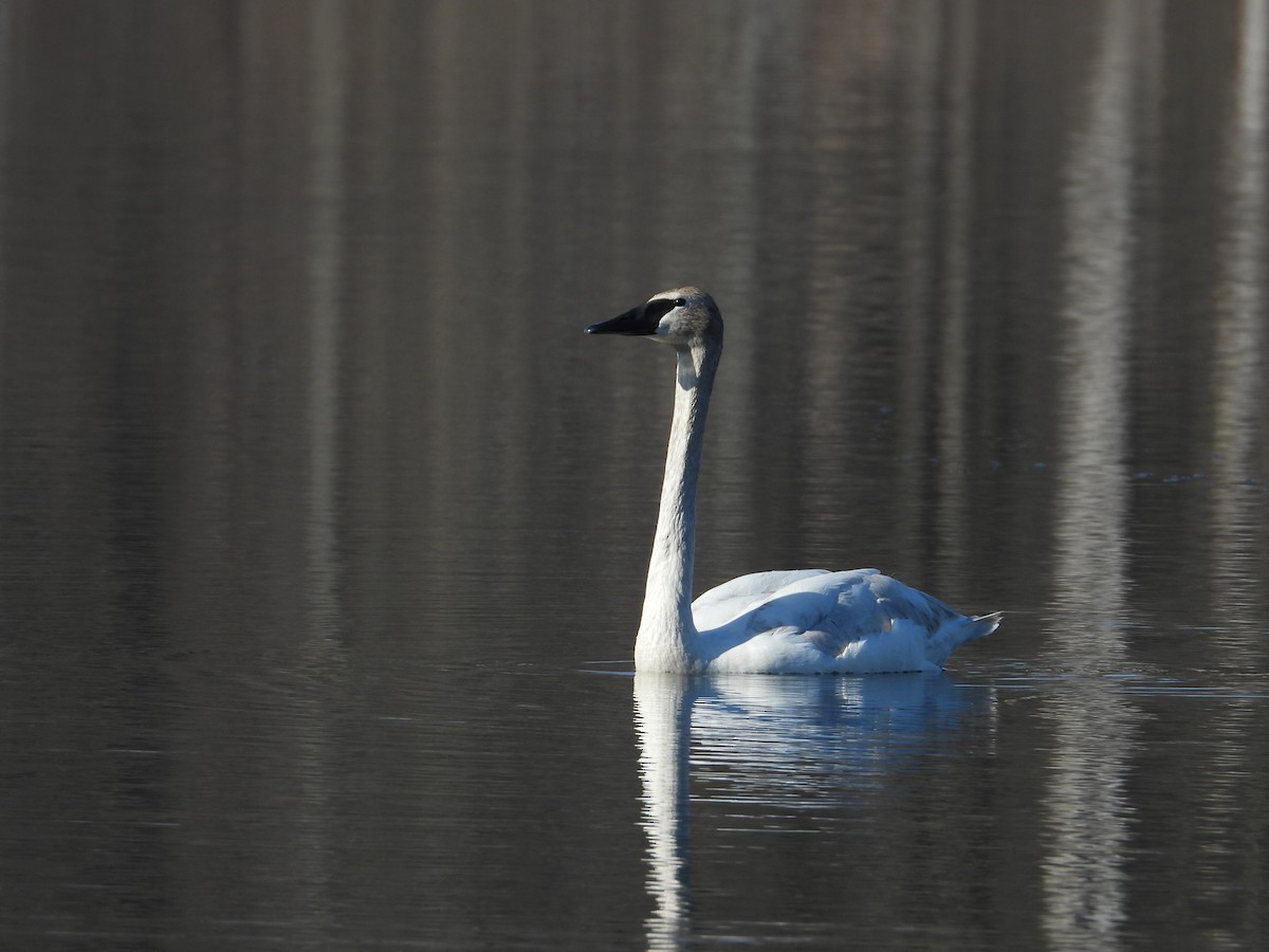 Trumpeter Swan - ML633603663