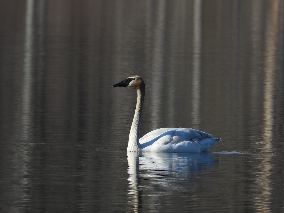 Trumpeter Swan - ML633603664