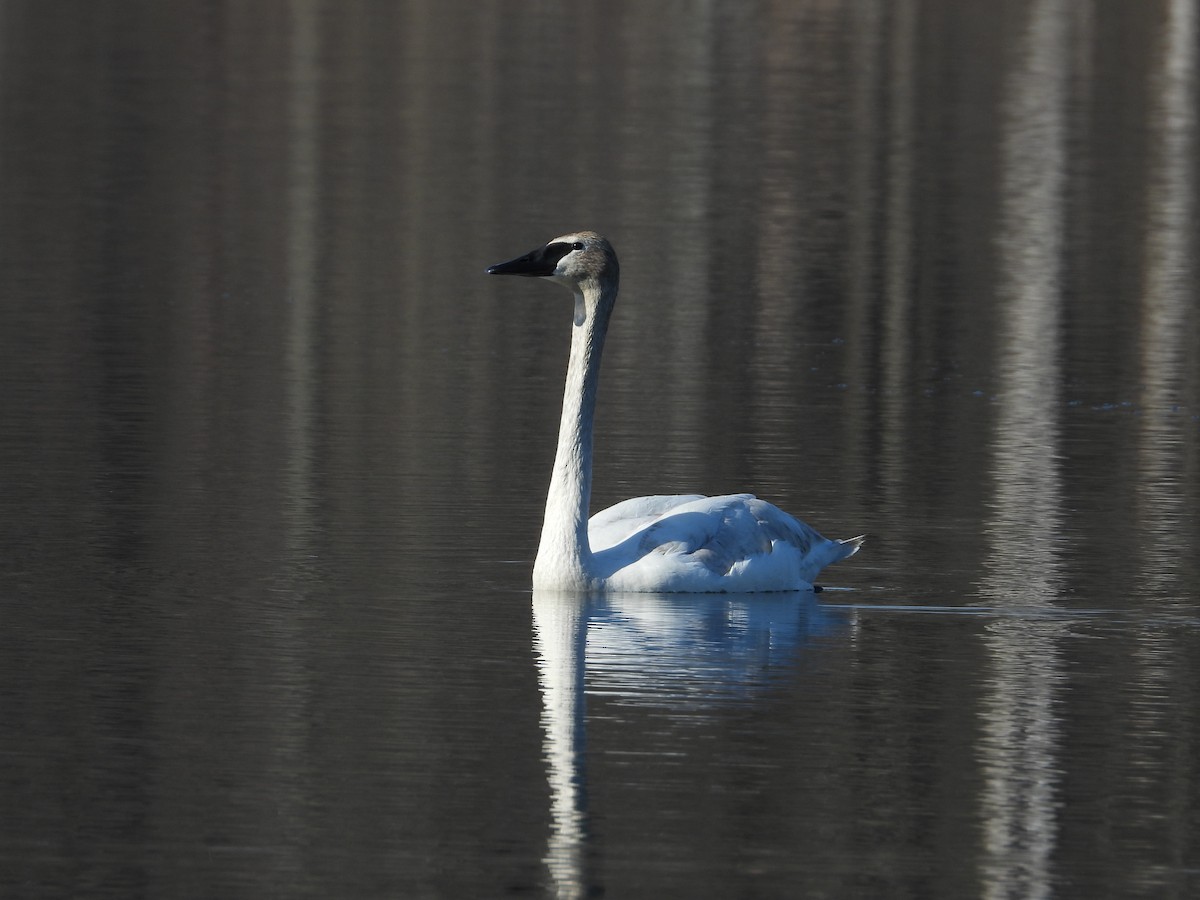 Trumpeter Swan - ML633603667