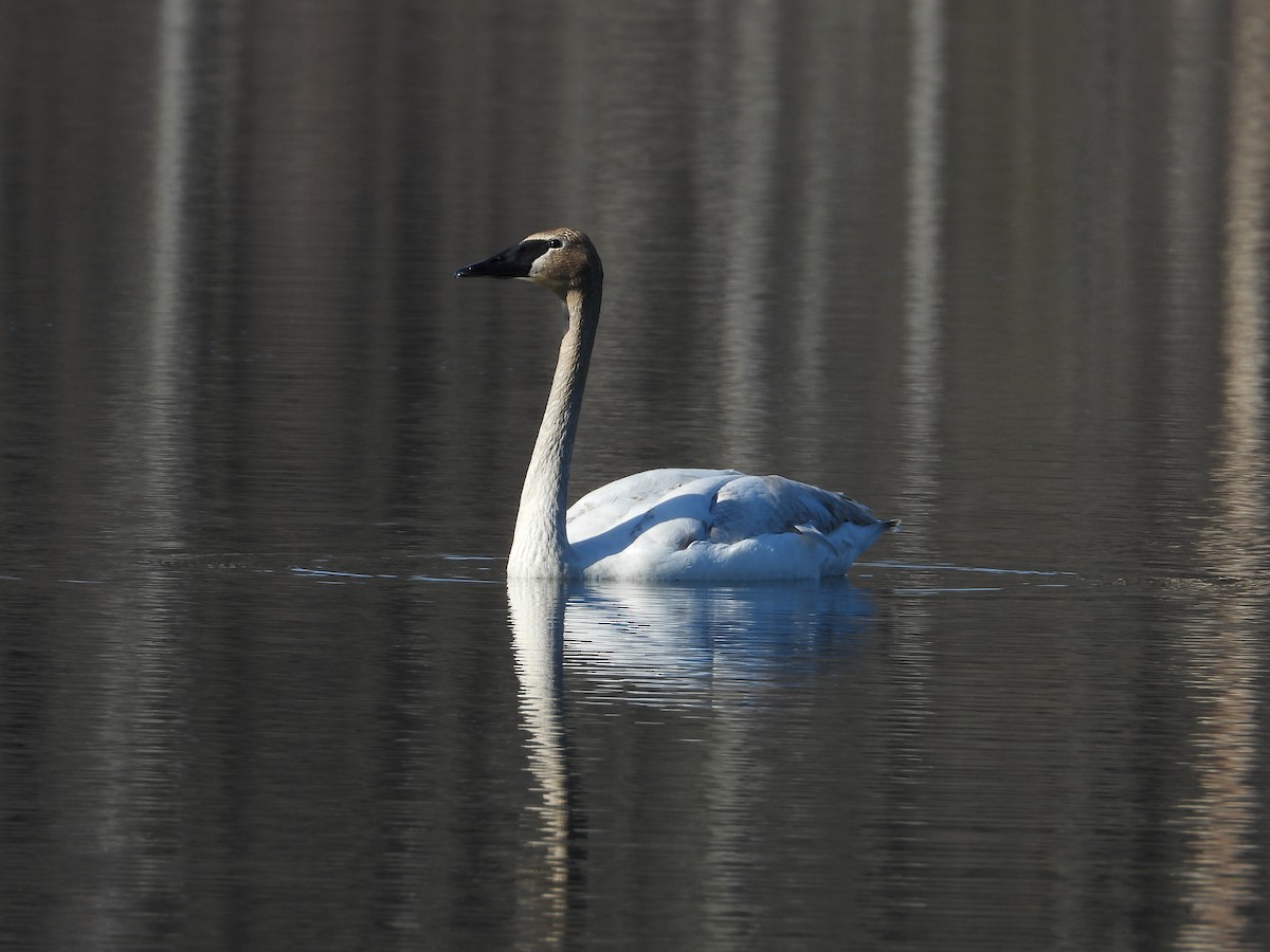 Trumpeter Swan - ML633603668