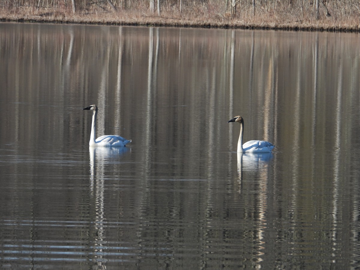 Trumpeter Swan - ML633603669