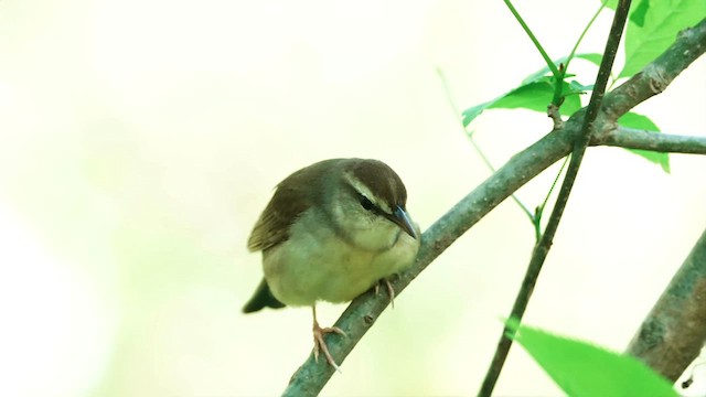 Swainson's Warbler - ML633603750