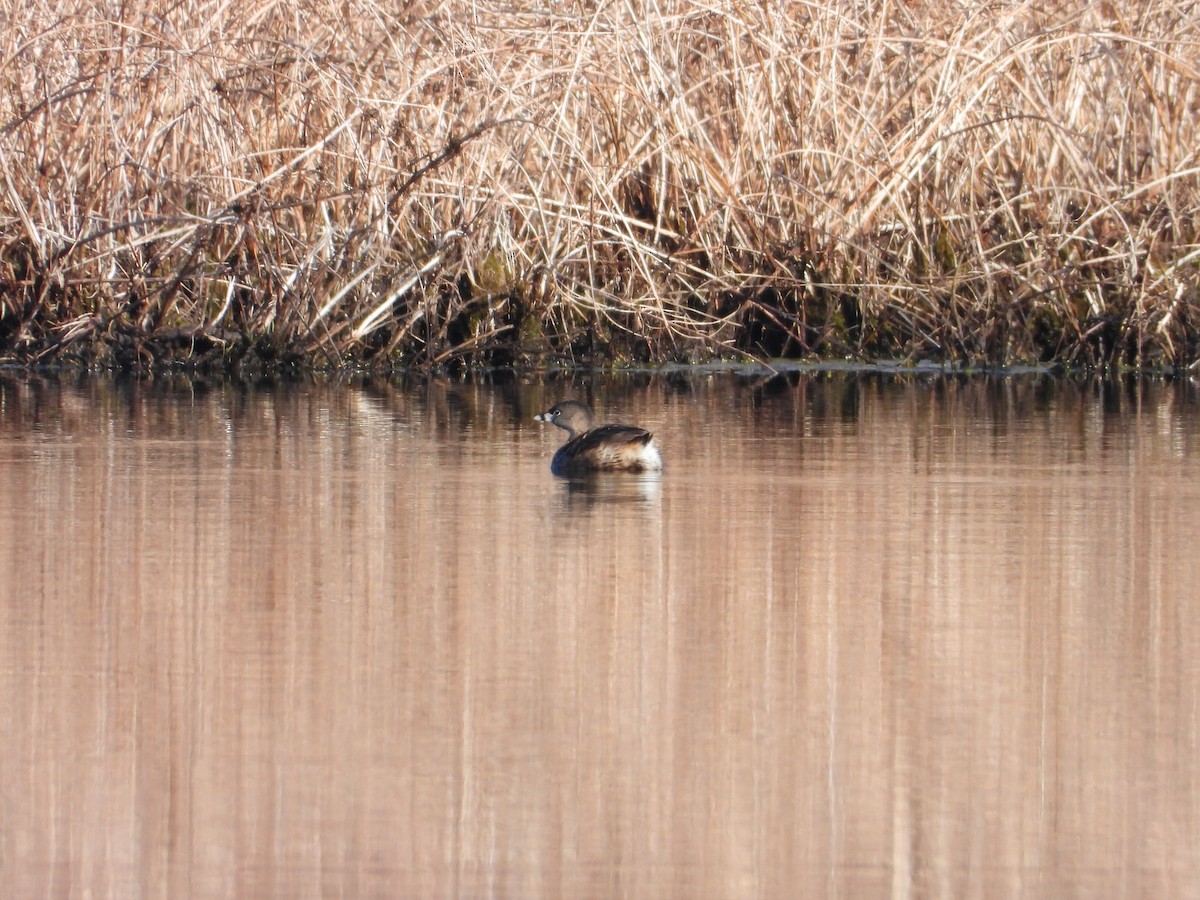 Pied-billed Grebe - ML633603753