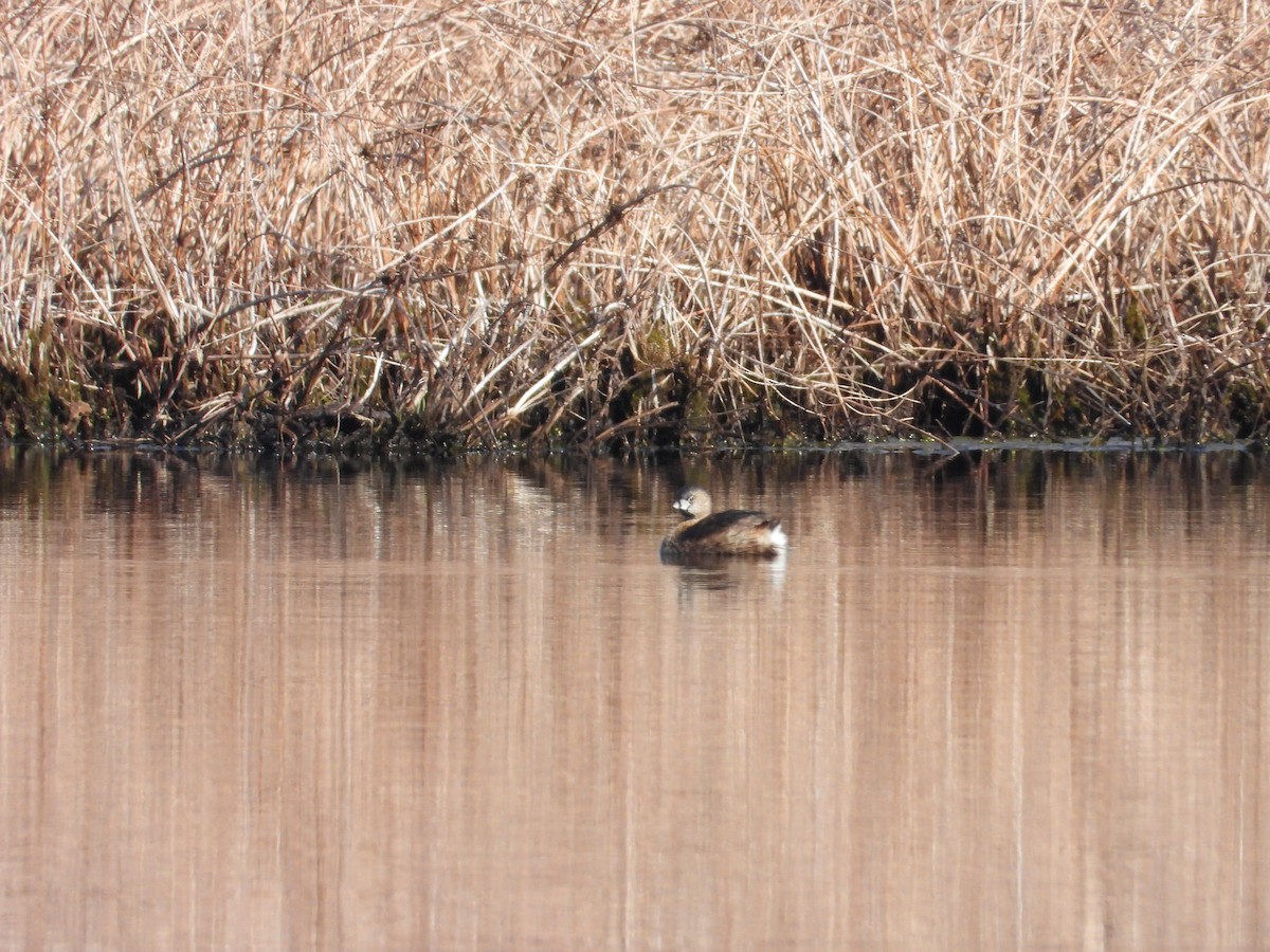 Pied-billed Grebe - ML633603756
