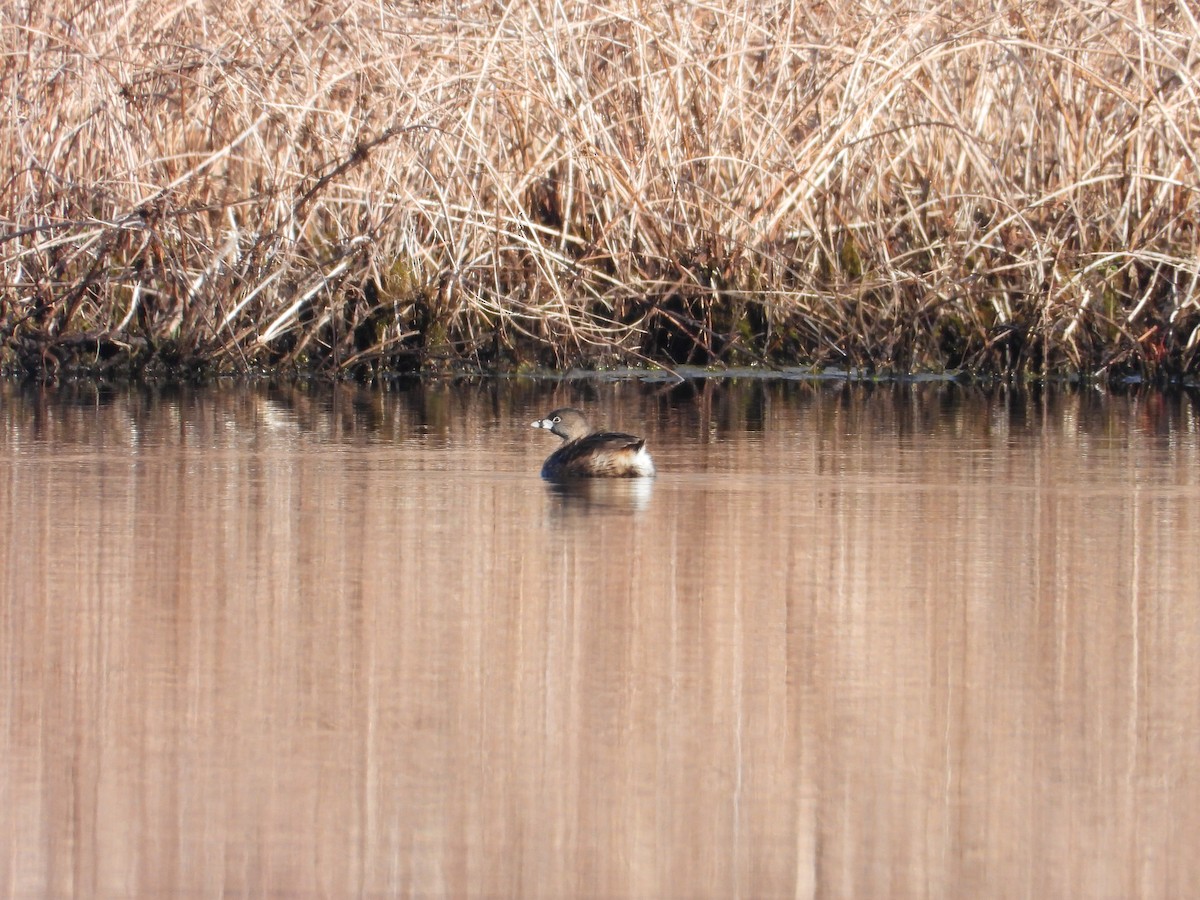Pied-billed Grebe - ML633603759