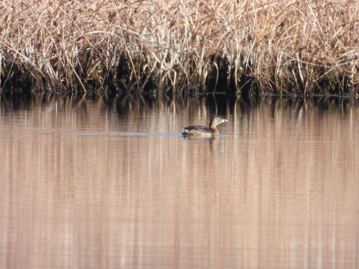 Pied-billed Grebe - ML633603761