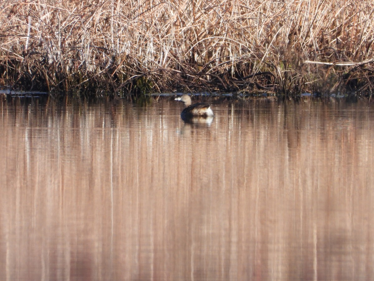 Pied-billed Grebe - ML633603762