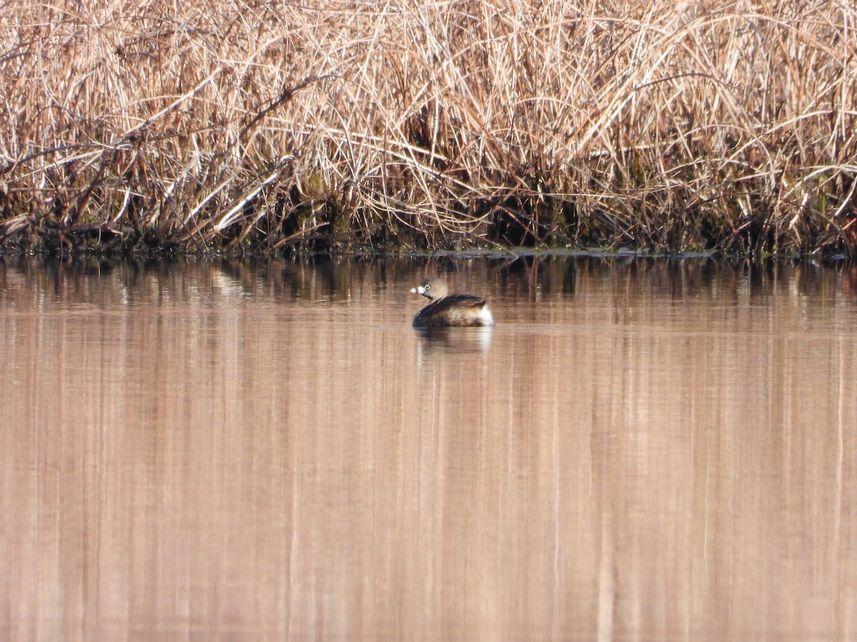 Pied-billed Grebe - ML633603763