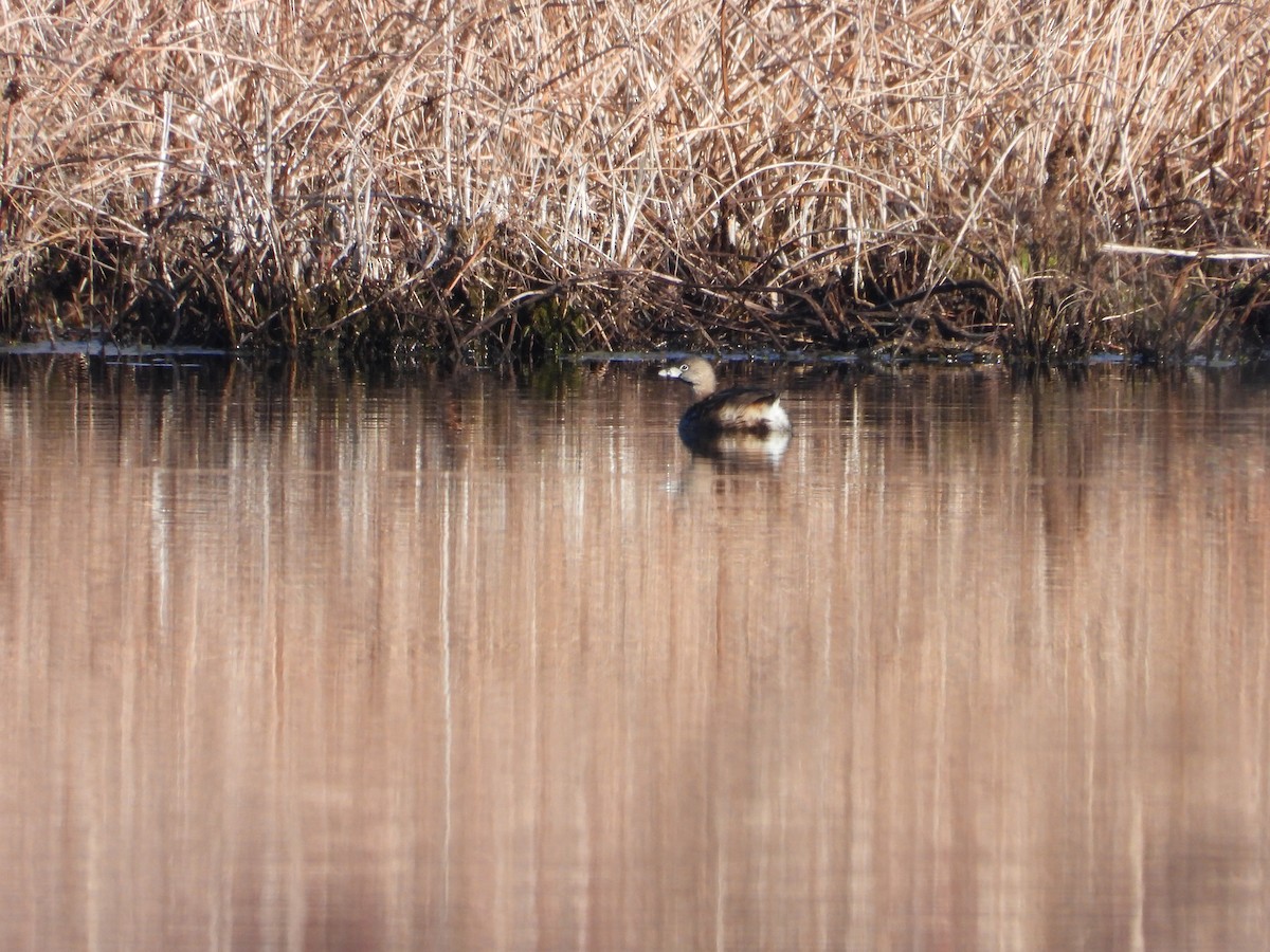Pied-billed Grebe - ML633603764