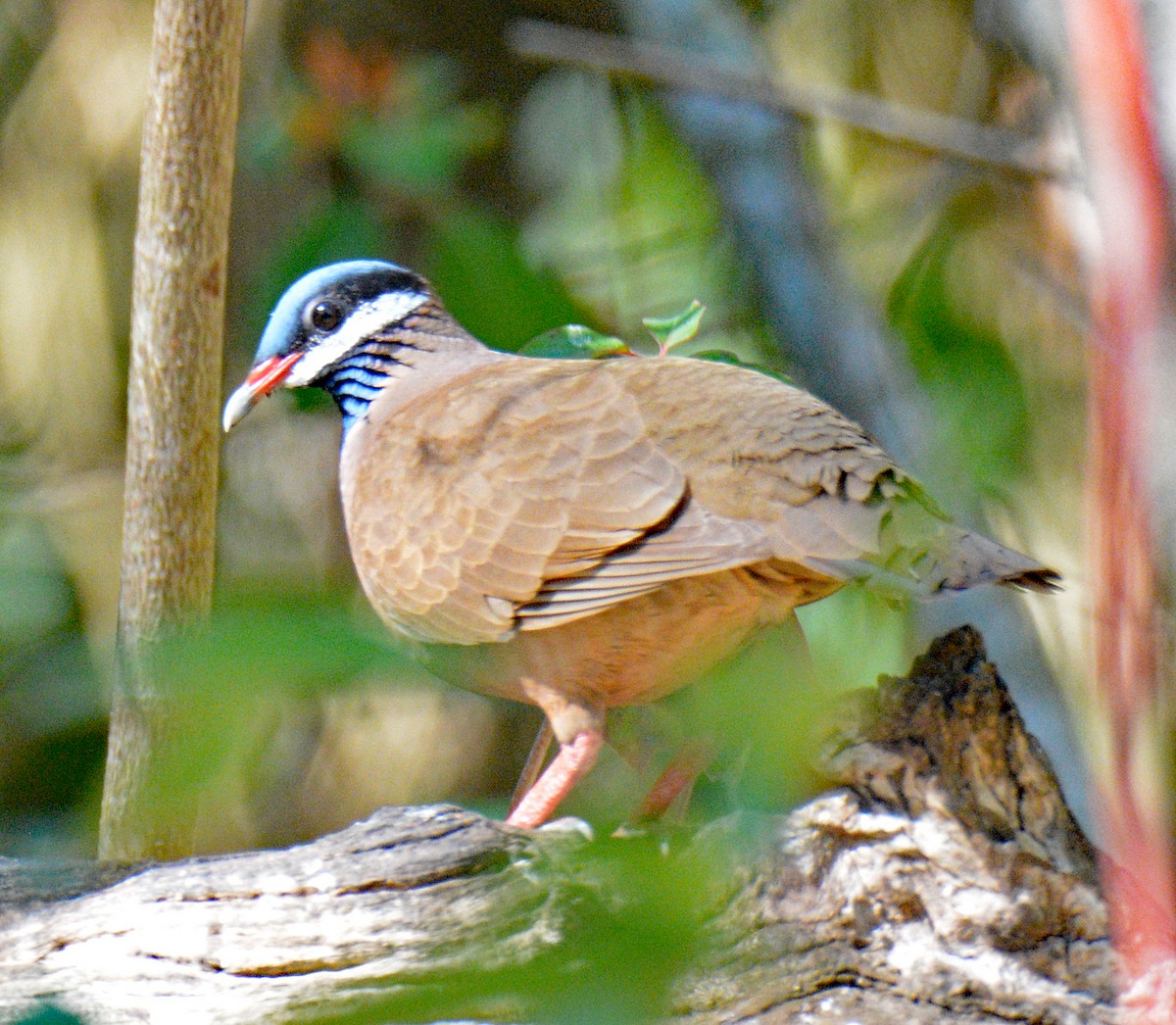 Blue-headed Quail-Dove - ML633603784