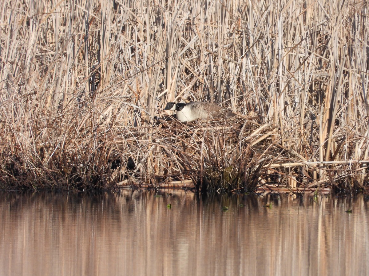 Canada Goose - ML633603814