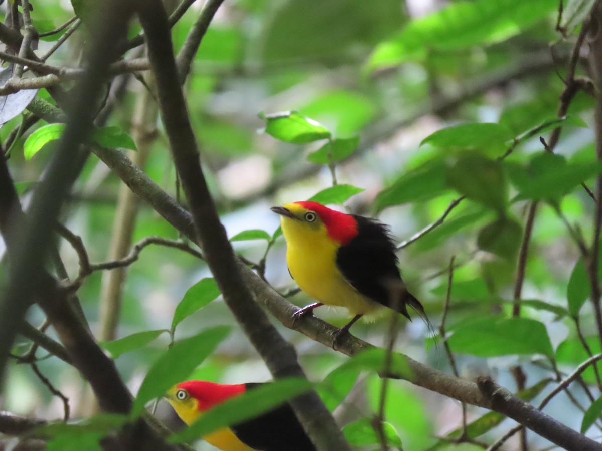 Wire-tailed Manakin - ML633603862