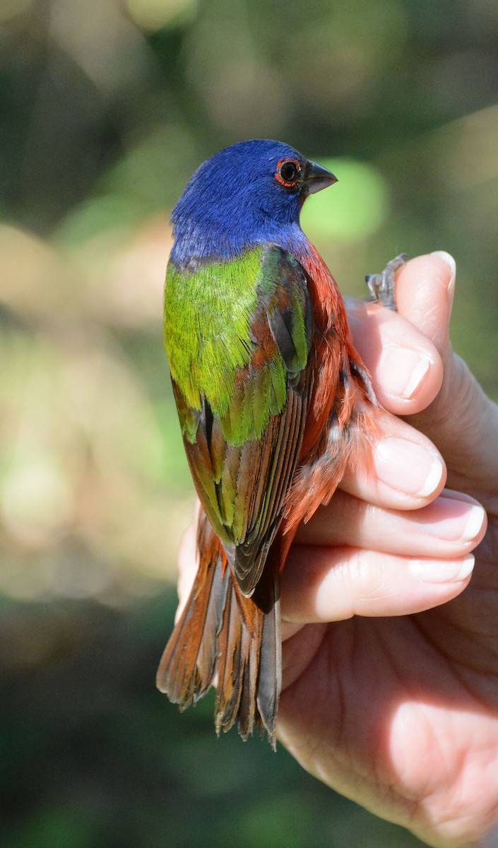 Painted Bunting - ML633603922