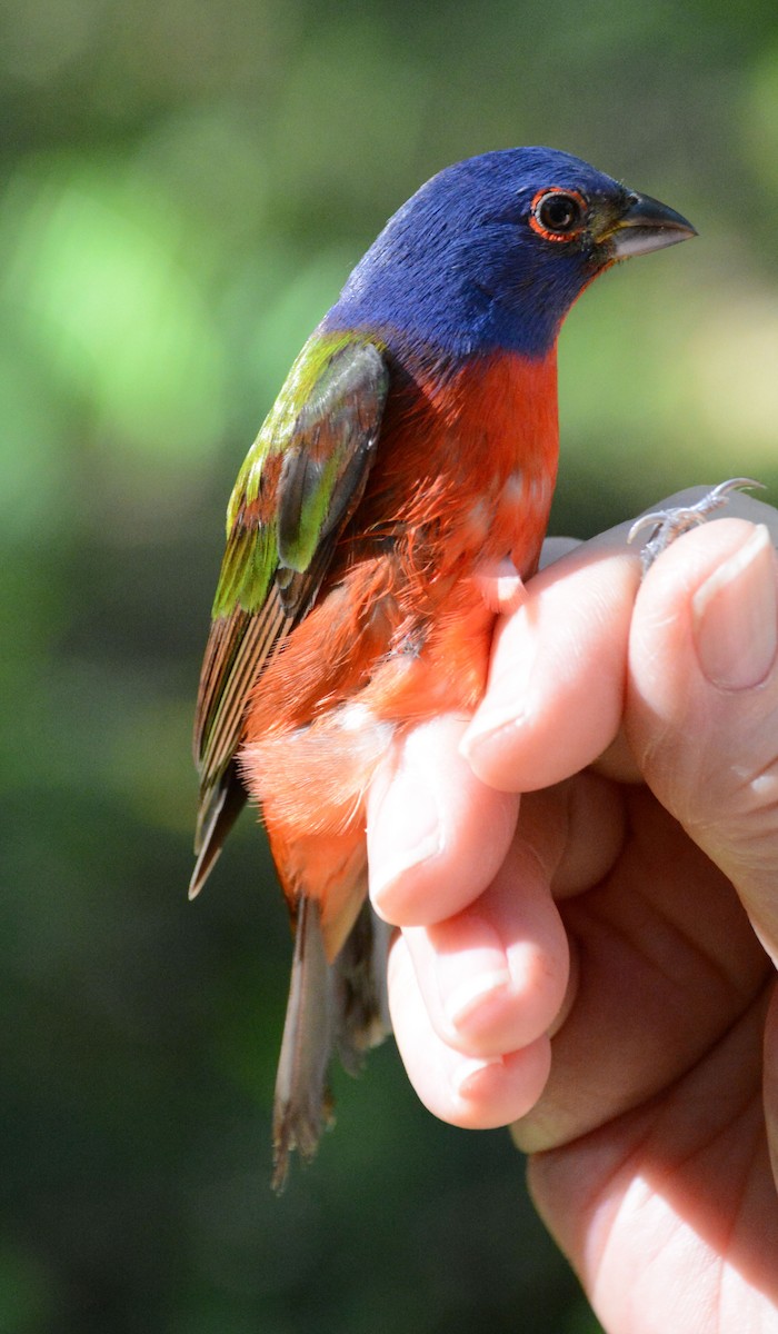 Painted Bunting - ML633603923