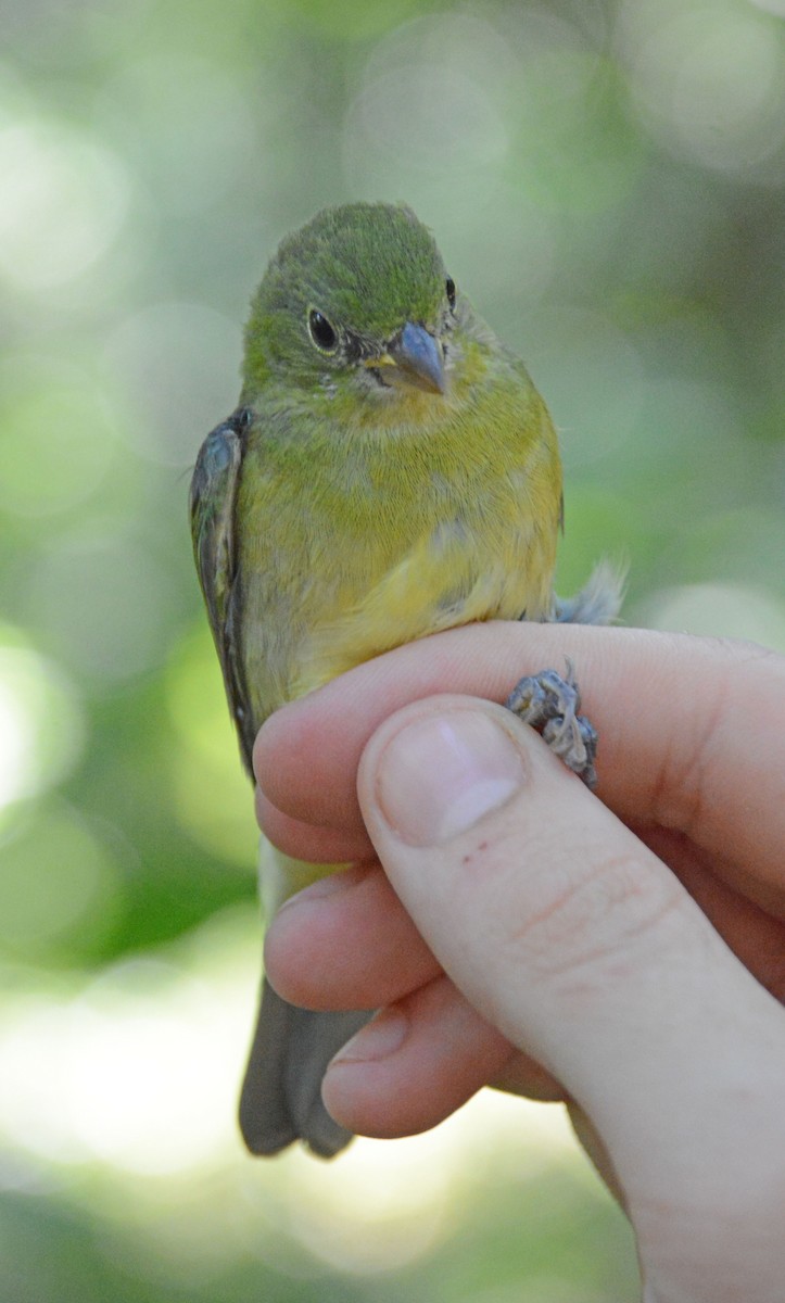 Painted Bunting - ML633603925