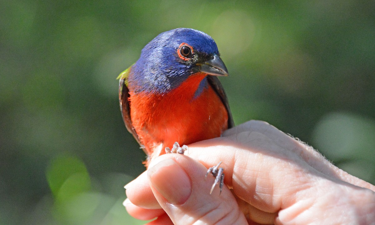 Painted Bunting - ML633603926