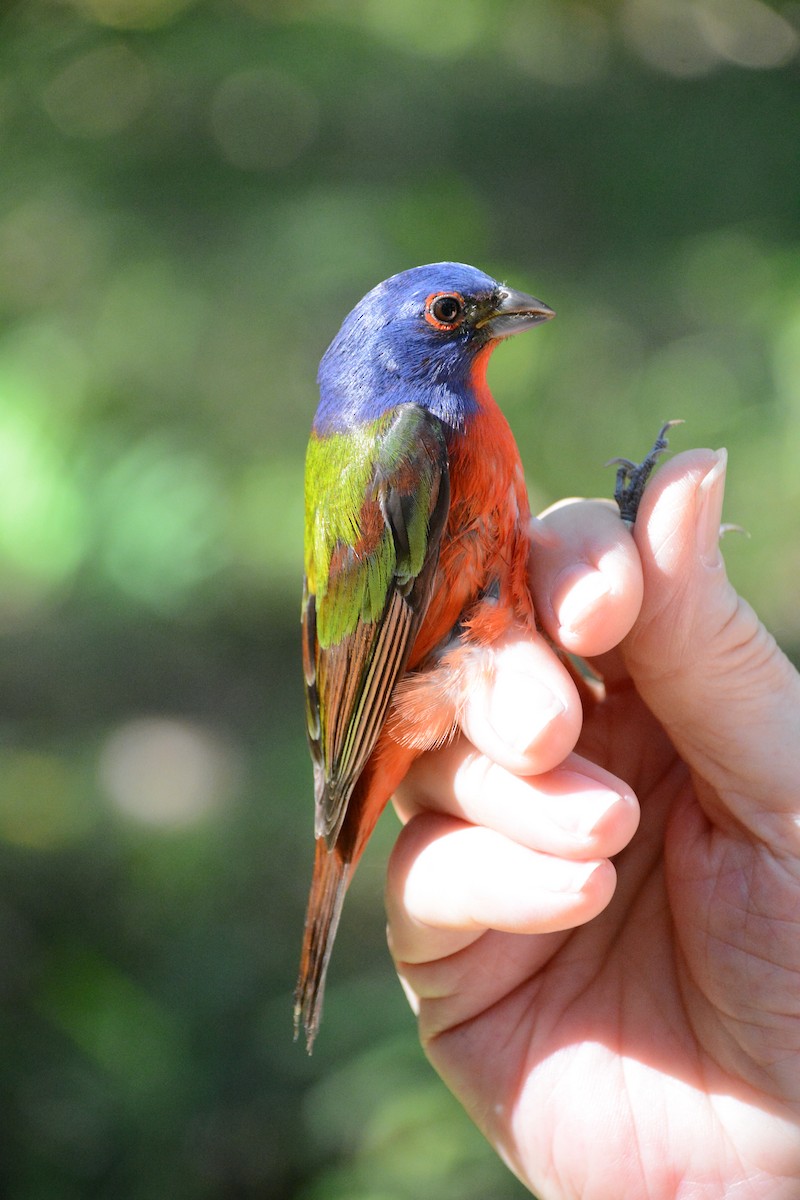 Painted Bunting - ML633603929