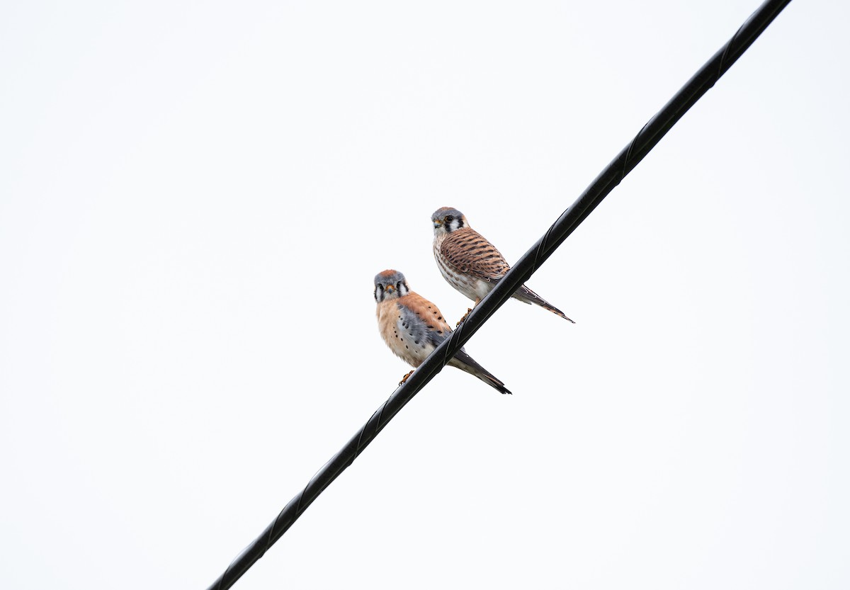 American Kestrel - ML633603931