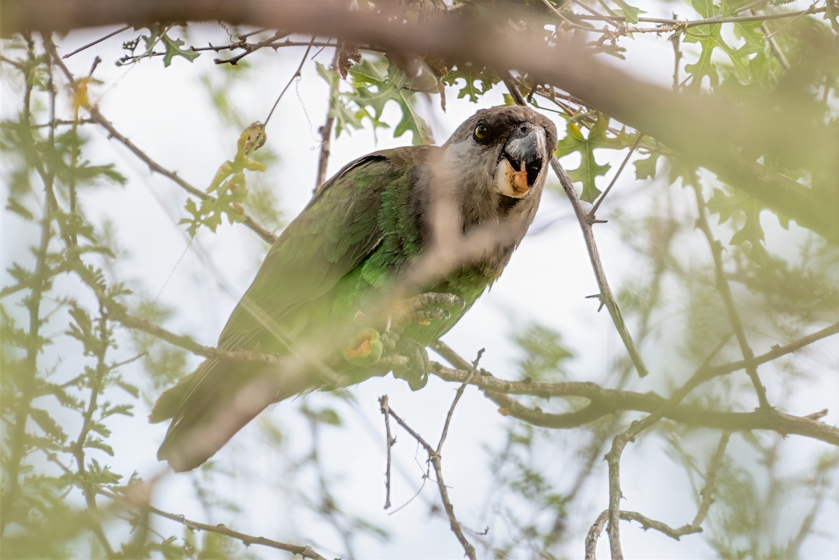 Brown-headed Parrot - ML633603983