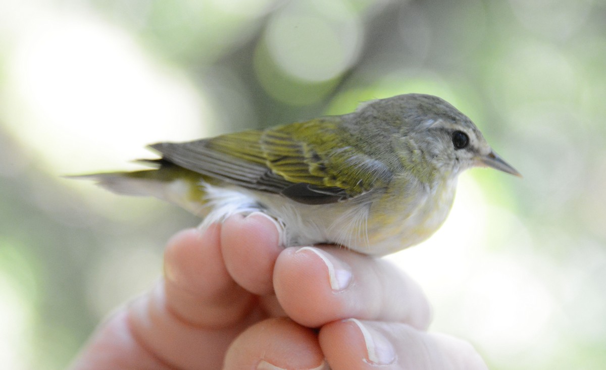 Tennessee Warbler - ML633604062