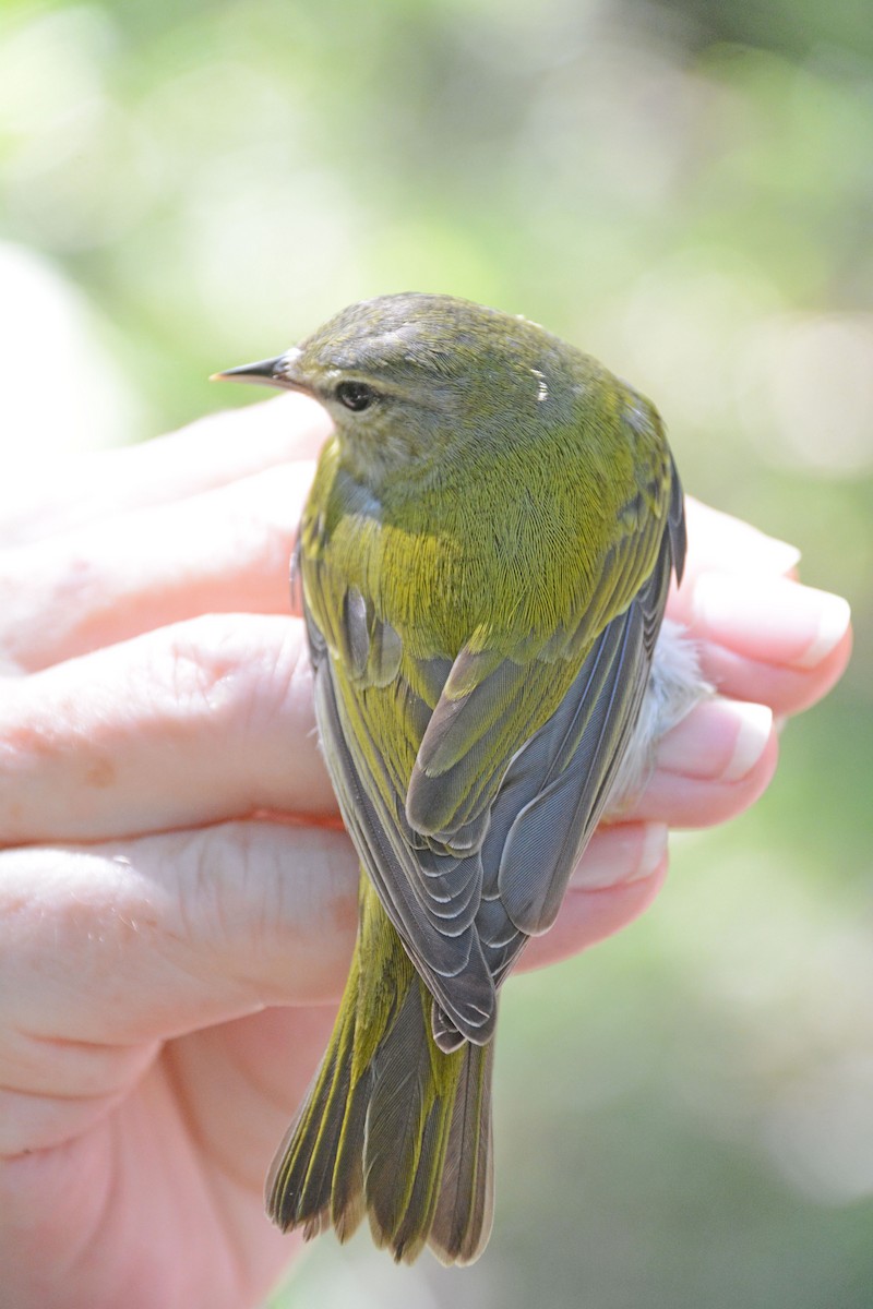 Tennessee Warbler - ML633604065