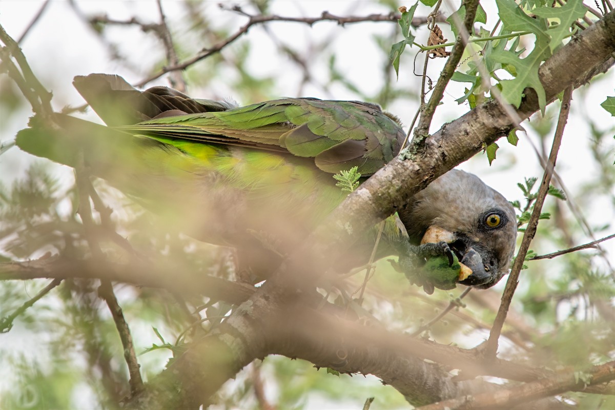 Brown-headed Parrot - ML633604085