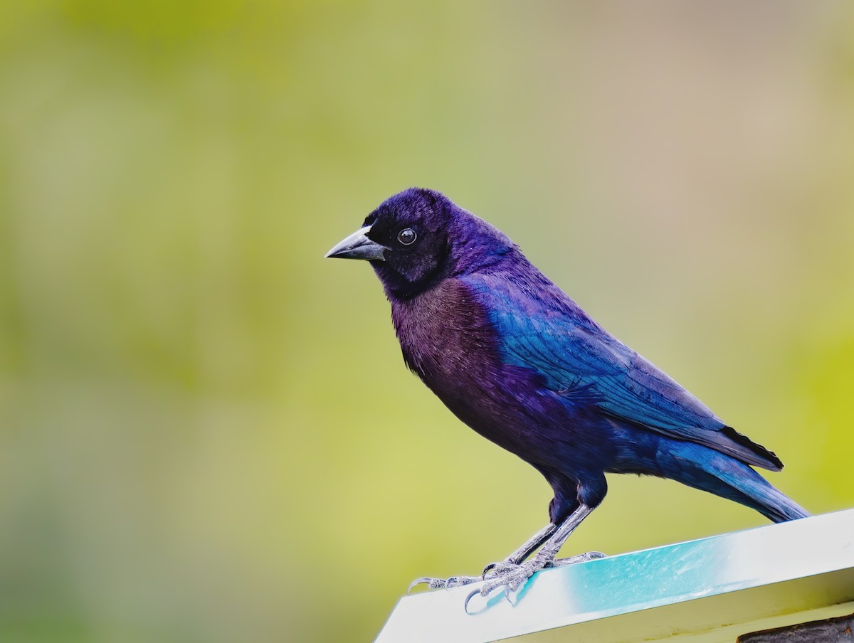 Shiny Cowbird - ML633604145