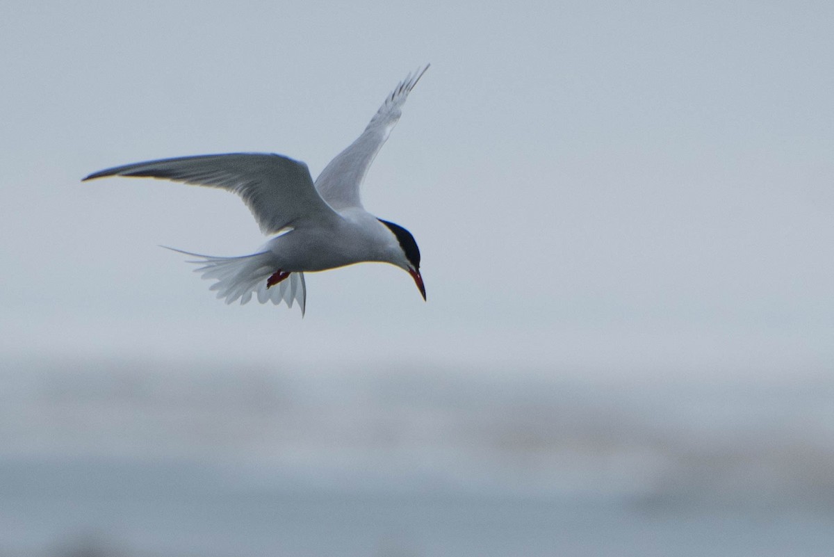 Sterna comune - ML633604284