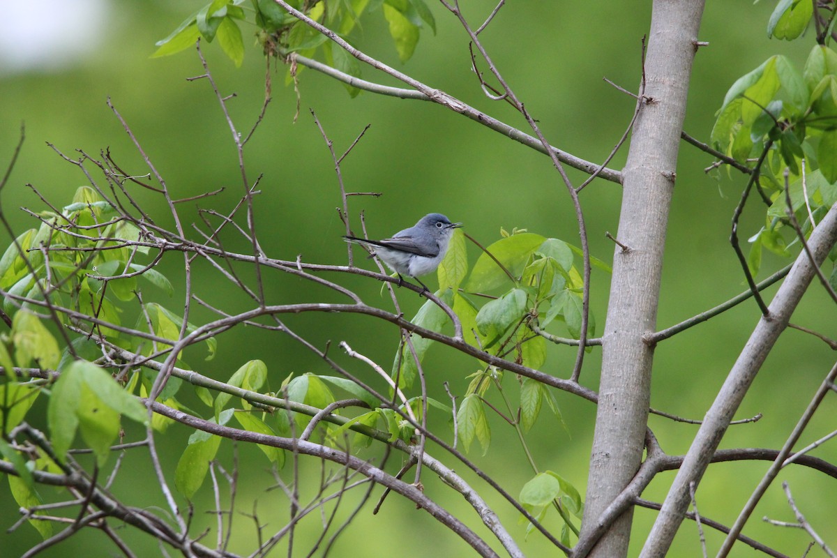 Blue-gray Gnatcatcher - ML633604358