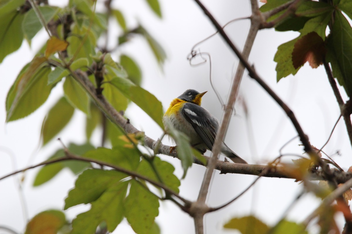 Northern Parula - ML633604407