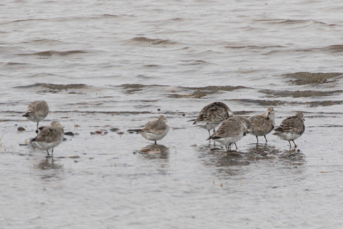 Red Knot - ML633604492