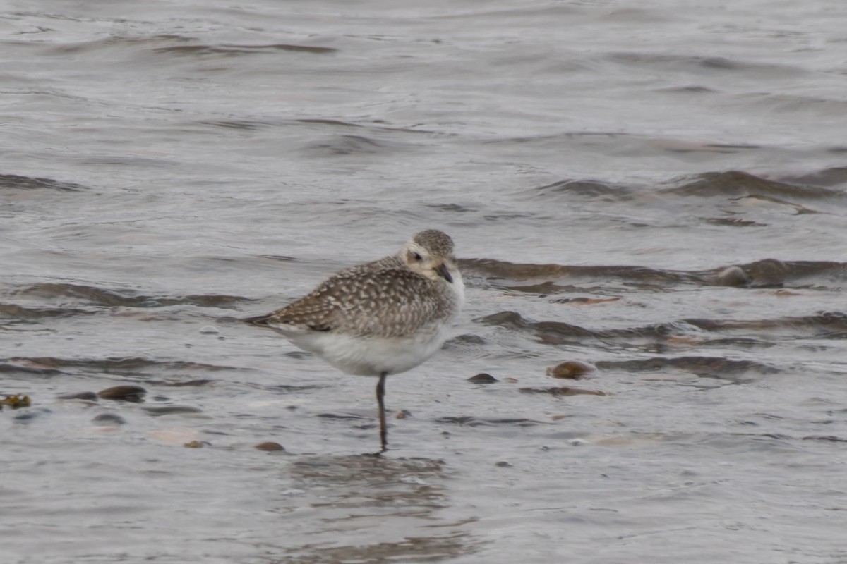 Black-bellied Plover - ML633604505