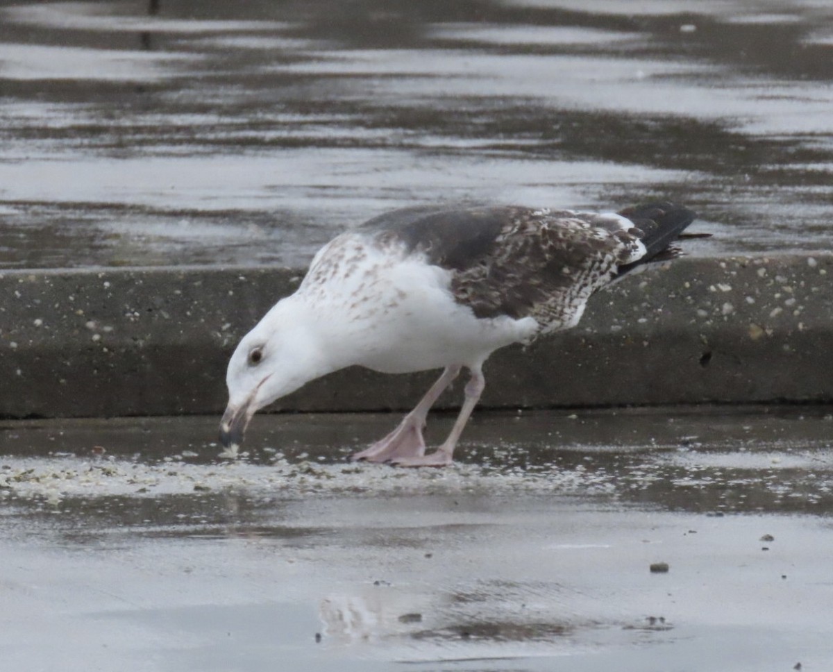 Great Black-backed Gull - ML633604585