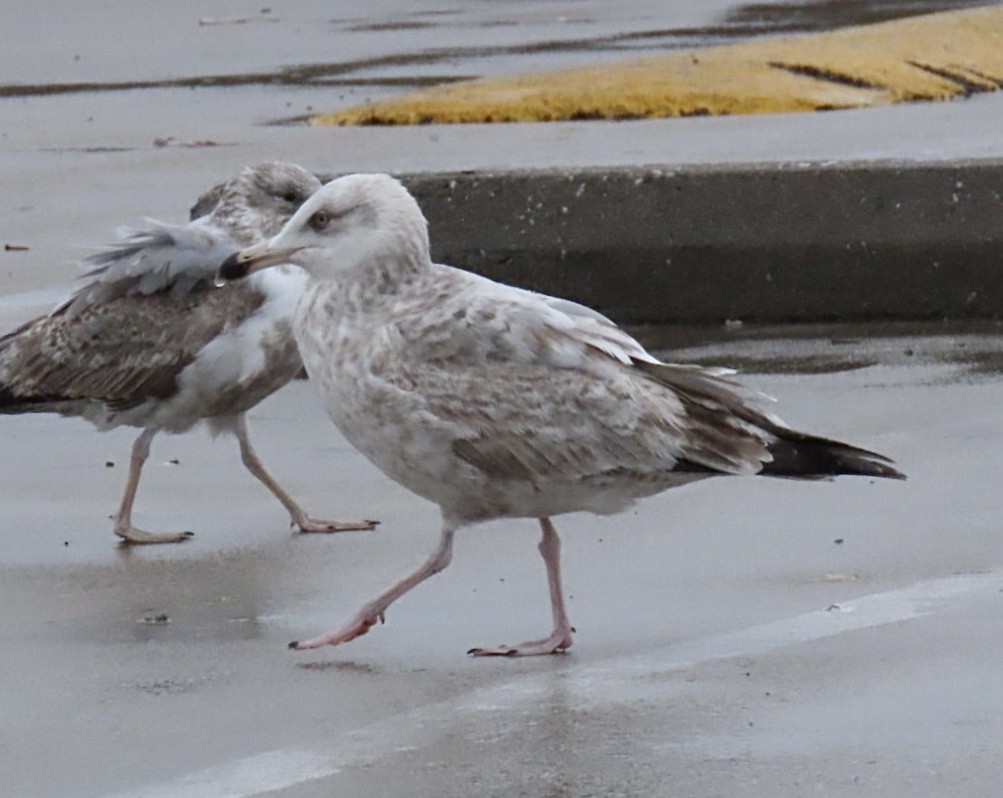 American Herring Gull - ML633604597
