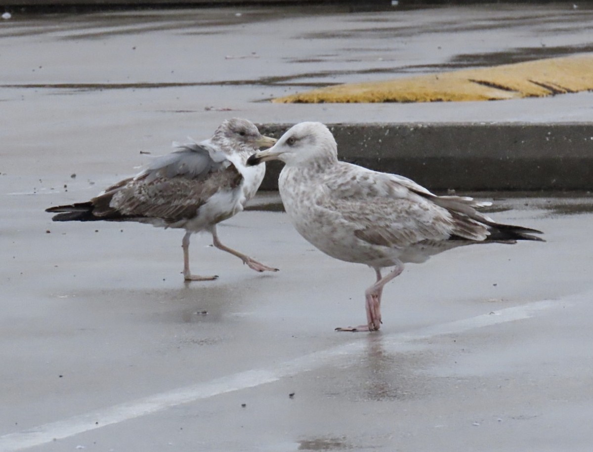 American Herring Gull - ML633604598