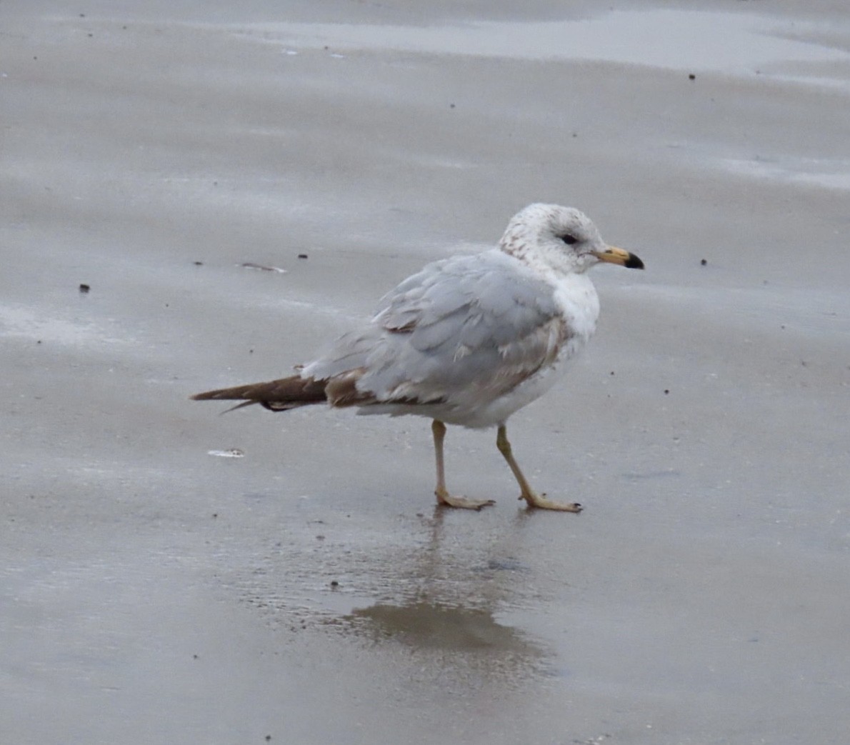 Ring-billed Gull - ML633604610