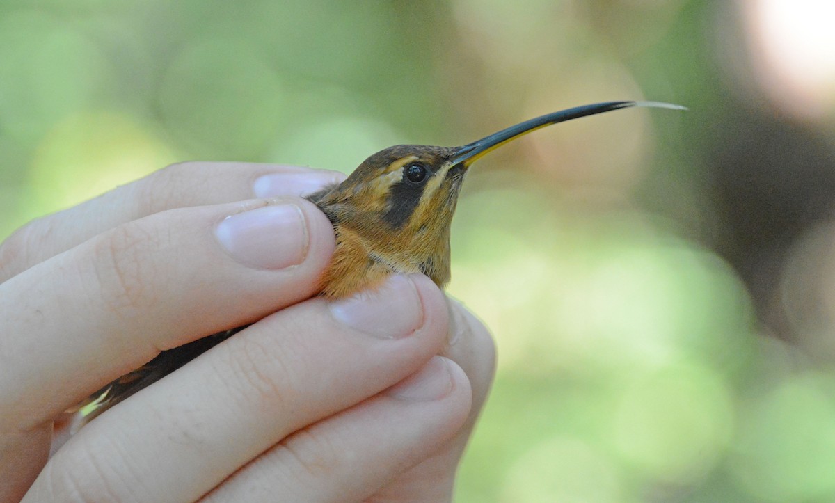 Stripe-throated Hermit - ML633604618