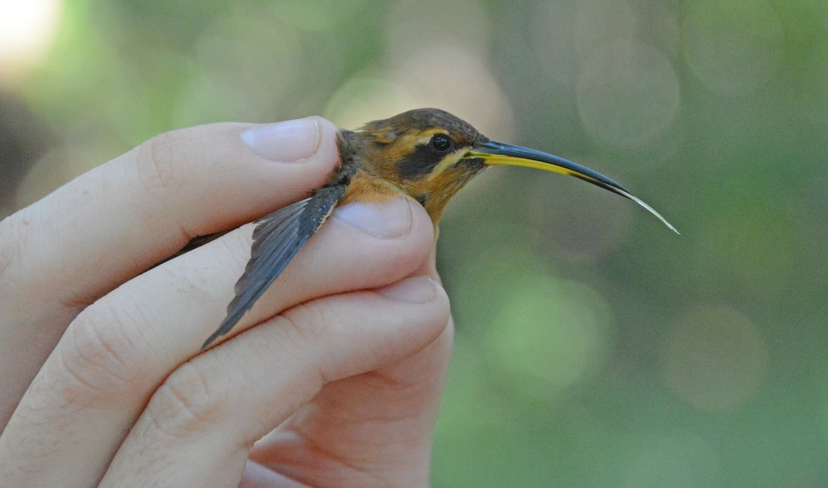 Stripe-throated Hermit - ML633604619