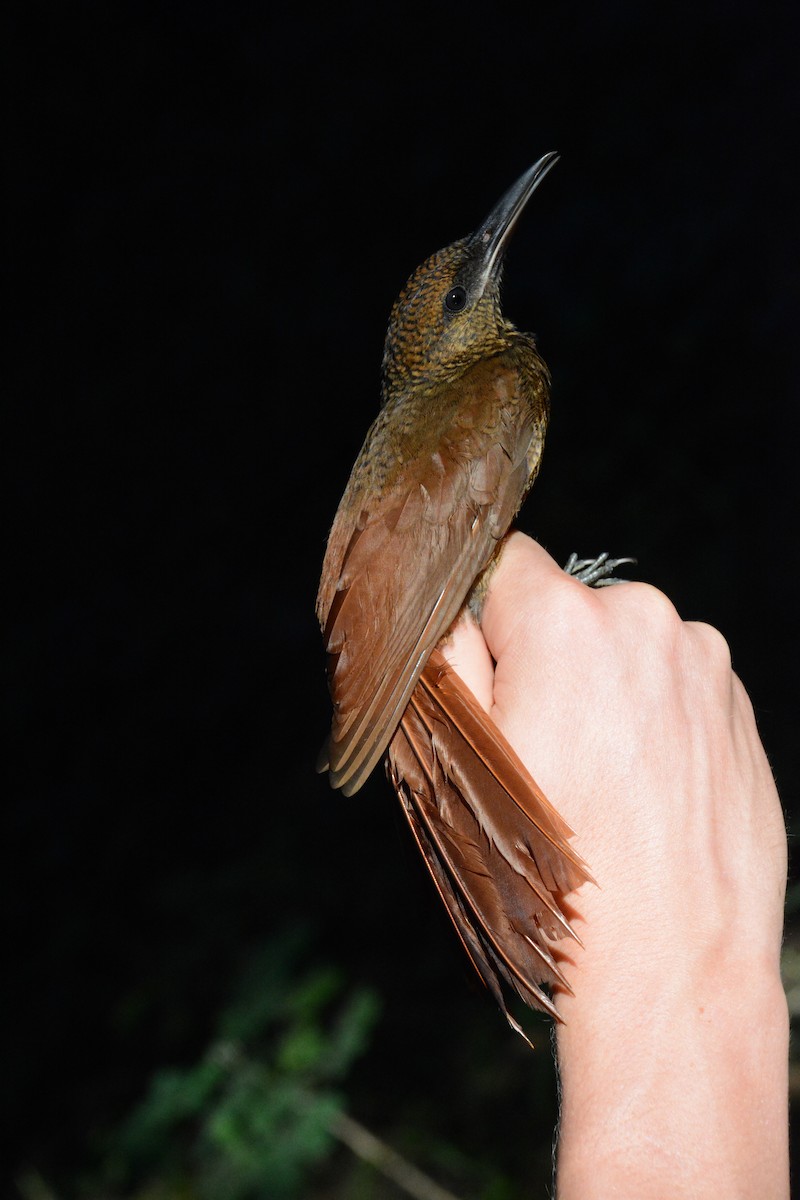 Northern Barred-Woodcreeper - ML633604685
