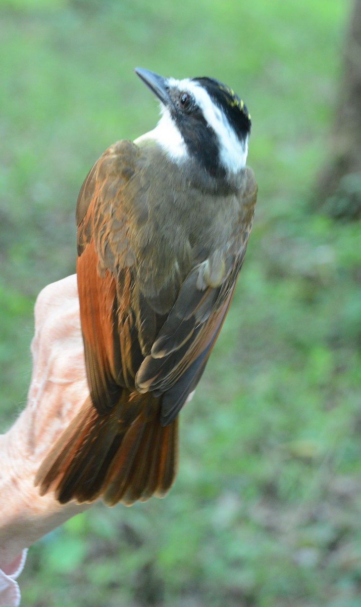 Great Kiskadee - ML633604713
